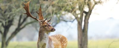 SOLSEL® Wild: sila prírody pre zdravú a silnú zver