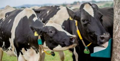 SOLSEL® NATURAL 10kg