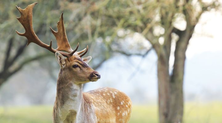SOLSEL® Wild: sila prírody pre zdravú a silnú zver