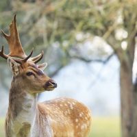 SOLSEL® Wild: sila prírody pre zdravú a silnú zver